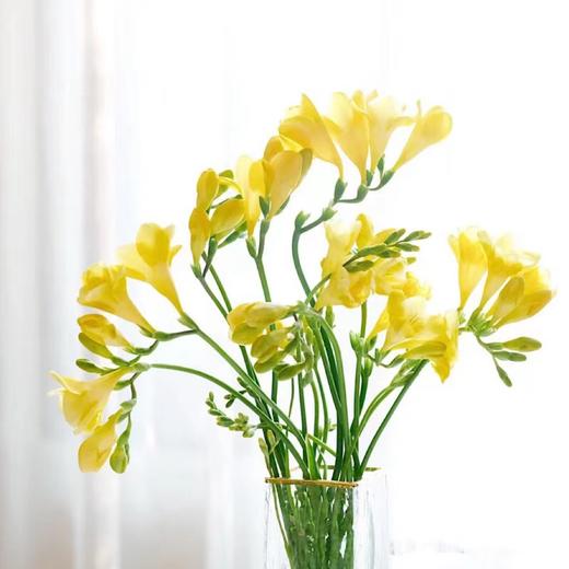 小苍兰 商品图2