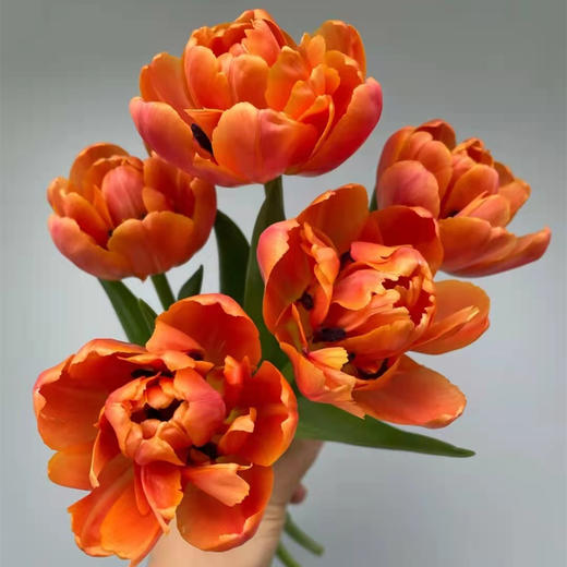 精品花材香橙挞重瓣郁金香9支 商品图3