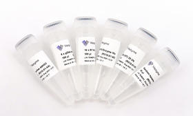 HiScript® III 1st Strand cDNA Synthesis Kit (+gDNA wiper)