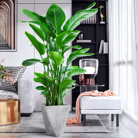 逆天好养的这6种客厅绿植，懒人小白一定要试试