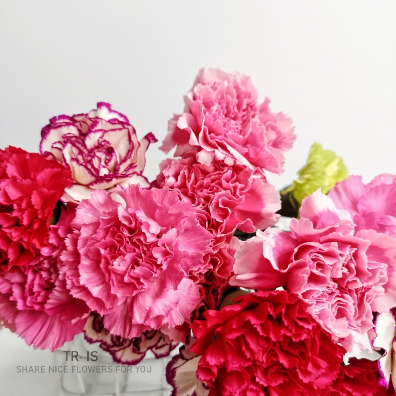 混色康乃馨买20支送20支248冷链包邮颜色随机混色