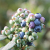『云南抚仙湖蓝莓』优瑞卡蓝莓，细嫩爽口，富含花青素 商品缩略图7