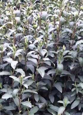 洞庭山碧螺春红茶