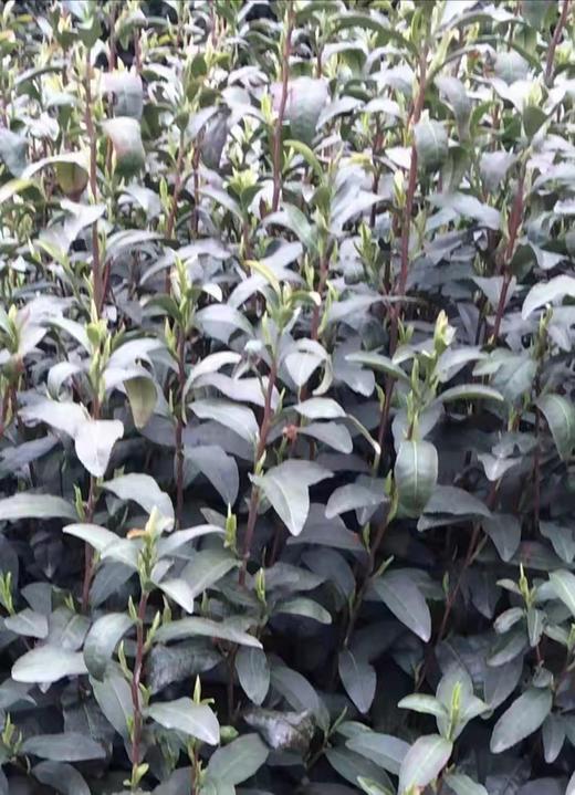 洞庭山碧螺春茶 商品图1