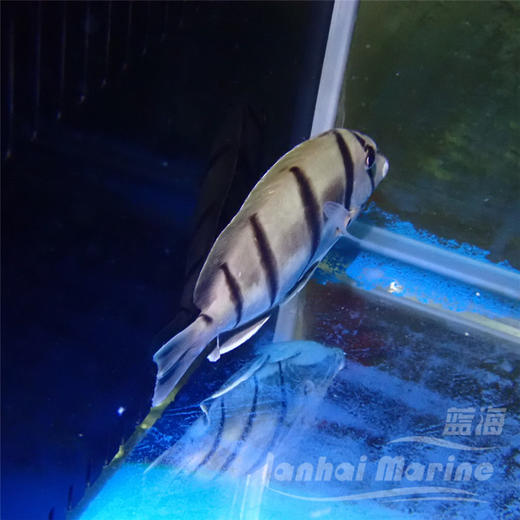 斑马吊 商品图5