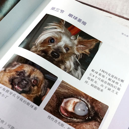 犬猫眼科学快速指导手册 商品图7