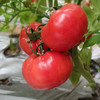 农家种植自然熟普罗旺斯西红柿，沙瓤多汁，甜润可口，小时候的味道！ 商品缩略图3