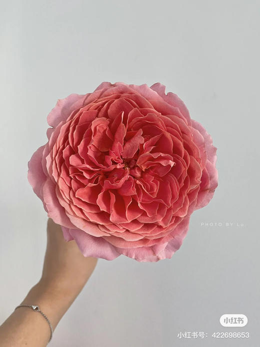 肯尼亚进口玫瑰Romantik Antike浪漫安提克10支 商品图2