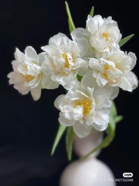 雪媚娘重瓣白色郁金香9支