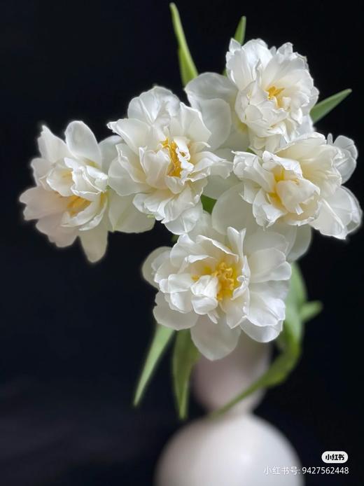 雪媚娘重瓣白色郁金香9支 商品图0