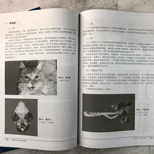 猫解剖学与组织学图谱 商品图6