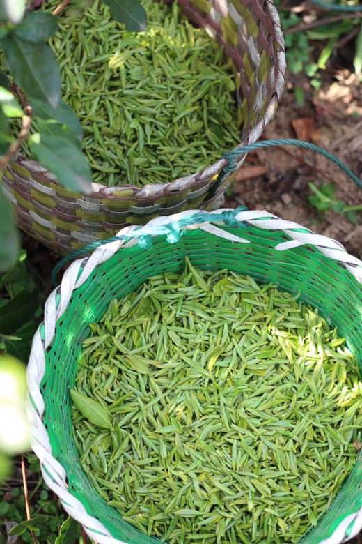 2026春茶·明前·碧螺春• 特级芽尖丨正宗苏州东山洞庭碧螺春 明前茶 ， 核心产区碧螺村，朋友家自产自销 来自叔叔30多年家传手艺 商品图4