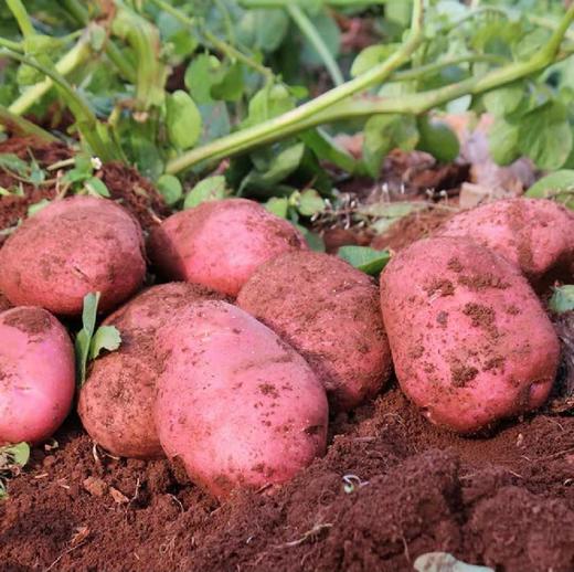 云南高原红皮土豆   沙面细腻，香甜软糯 商品图4