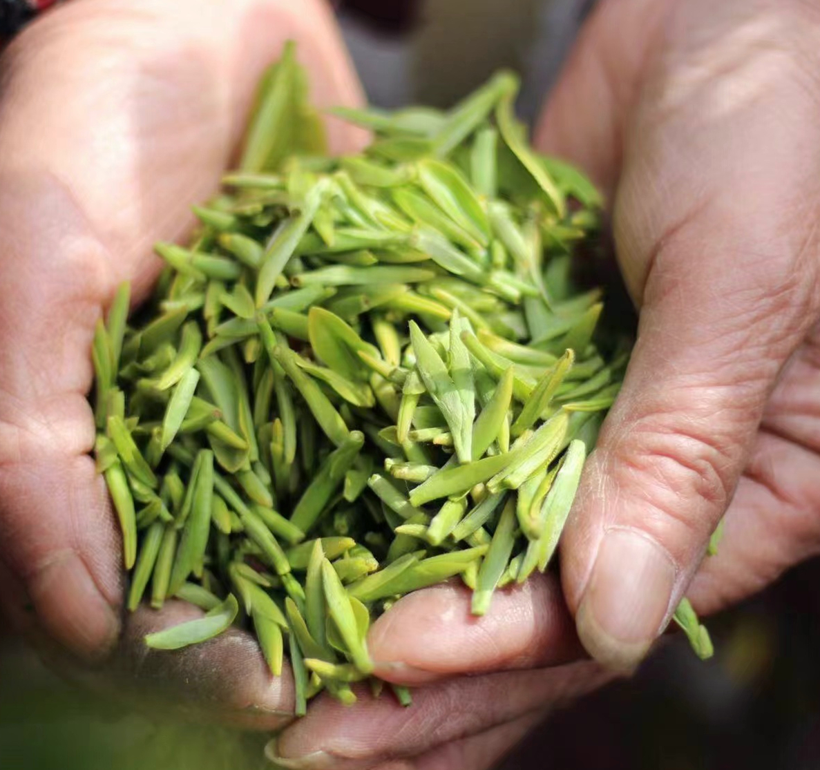 2026春茶·明前·碧螺春• 特级芽尖丨正宗苏州东山洞庭碧螺春 明前茶 ， 核心产区碧螺村，朋友家自产自销 来自叔叔30多年家传手艺