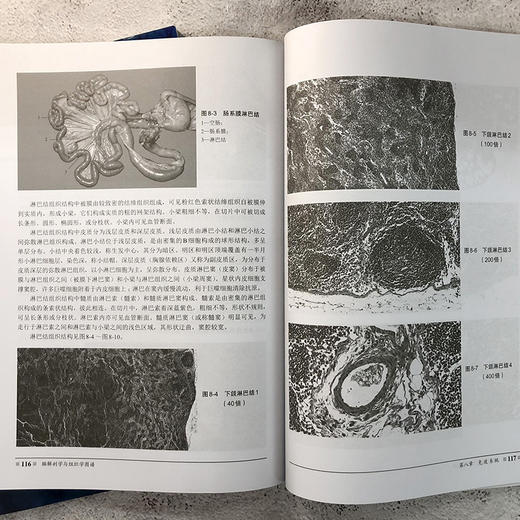 猫解剖学与组织学图谱 商品图7