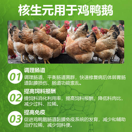 【核生元】和仕康核生元 调理肠道 除氨气 益生菌1kg 商品图8