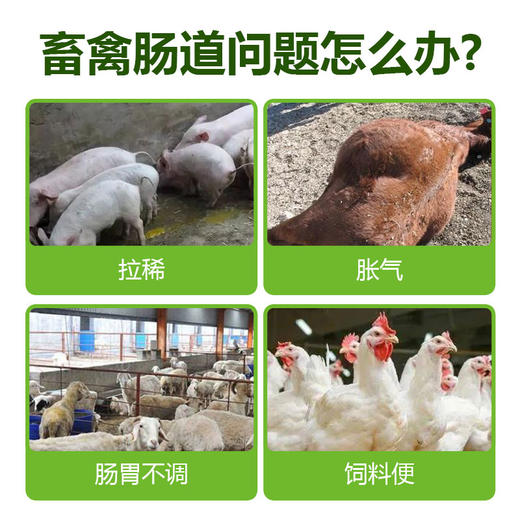 【核生元】和仕康核生元 调理肠道 除氨气 益生菌1kg 商品图2