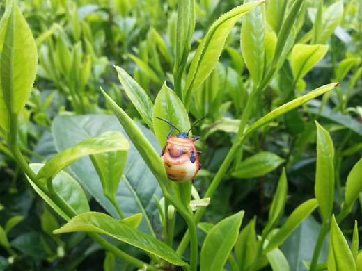 【云南省怒江州泸水市】怒弥蘭佳绿茶200g/袋 商品图1