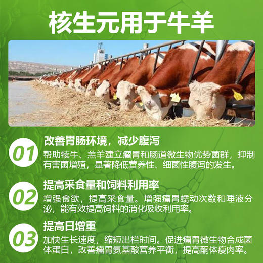 【核生元】和仕康核生元 调理肠道 除氨气 益生菌1kg 商品图7