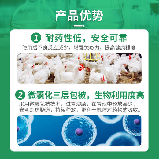 【巨龙呼畅】禽用10%延胡索酸泰妙菌素可溶性粉100g 商品图2