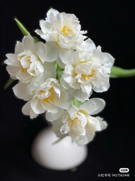 雪媚娘重瓣白色郁金香9支 商品图2