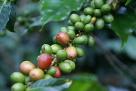 在美国，夏威夷是唯一种植咖啡的州