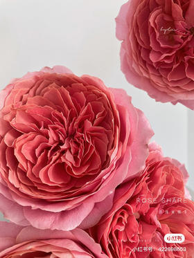 肯尼亚进口玫瑰Romantik Antike浪漫安提克10支