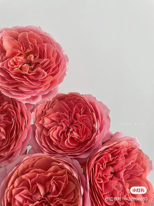 肯尼亚进口玫瑰Romantik Antike浪漫安提克10支 商品图1