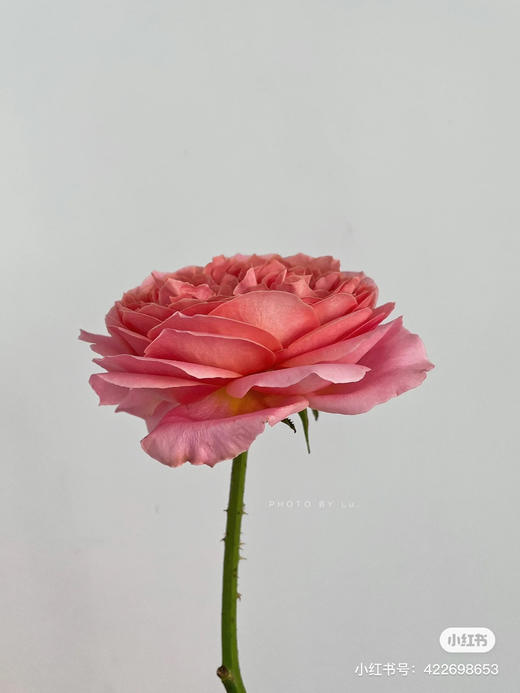 肯尼亚进口玫瑰Romantik Antike浪漫安提克10支 商品图3