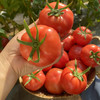 农家种植自然熟普罗旺斯西红柿，沙瓤多汁，甜润可口，小时候的味道！ 商品缩略图4