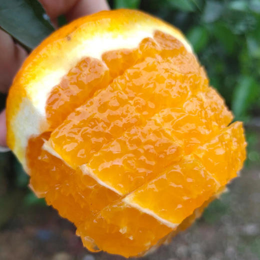 丑橘升级版四川蒲江柠檬不知火很丑很好吃甜酸爽口多汁无核5斤现摘现