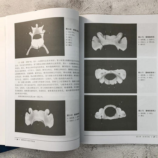 猫解剖学与组织学图谱 商品图5