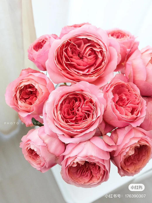 肯尼亚进口玫瑰Romantik Antike浪漫安提克10支 商品图4