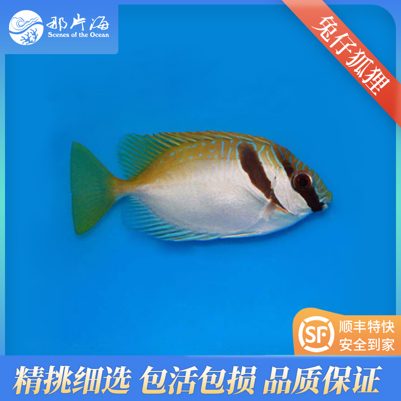 兔仔狐狸Siganus virgatus