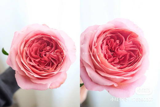 肯尼亚进口玫瑰Romantik Antike浪漫安提克10支 商品图5