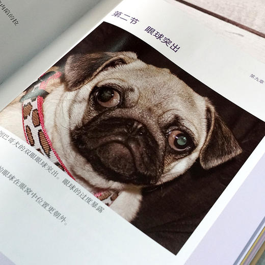 犬猫眼科学快速指导手册 商品图6