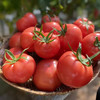 农家种植自然熟普罗旺斯西红柿，沙瓤多汁，甜润可口，小时候的味道！ 商品缩略图1