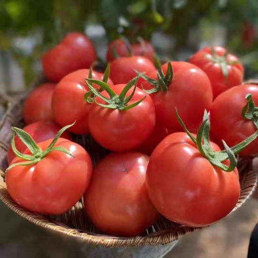 农家种植自然熟普罗旺斯西红柿，沙瓤多汁，甜润可口，小时候的味道！ 商品图1