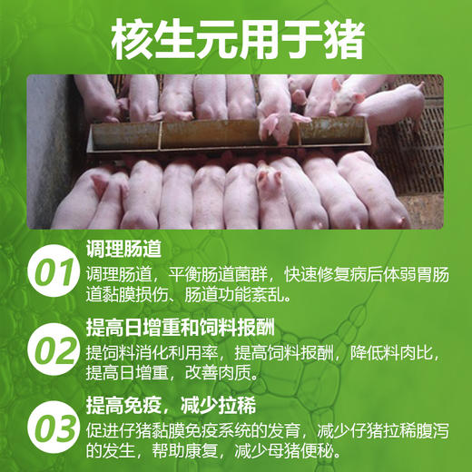 【核生元】和仕康核生元 调理肠道 除氨气 益生菌1kg 商品图6