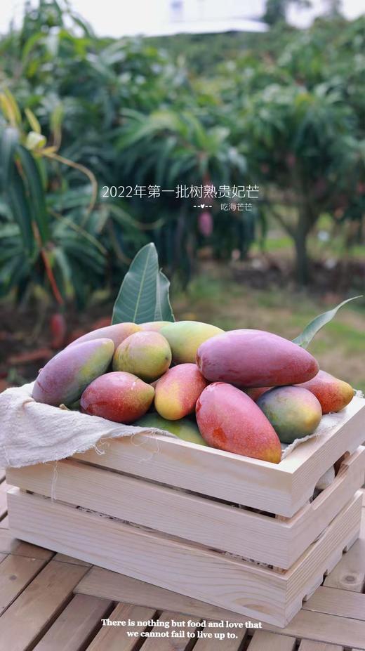 吃海芒芒 海南三亚   树上熟 贵妃芒 商品图2