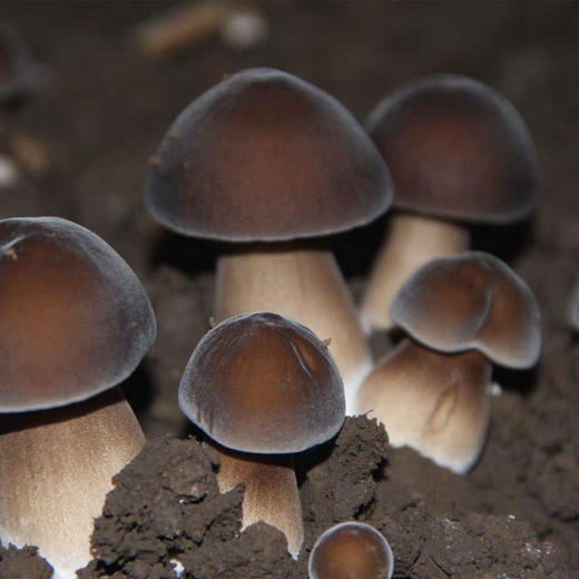 黑皮鸡枞菌  新鲜采摘  味美鲜香   脆嫩爽口  500g泡沫箱装  顺丰包邮到家 商品图2