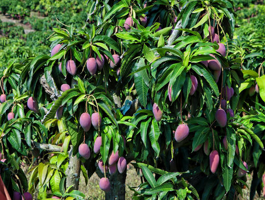 吃海芒芒 海南三亚   树上熟 贵妃芒 商品图3