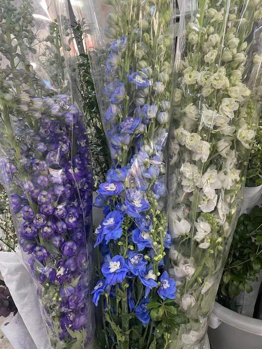 【国产】大飞燕  多色可选   约5枝/扎  约70公分 商品图6