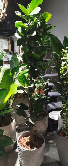 斑点圆盆琴叶榕