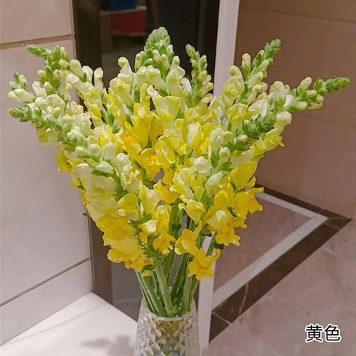 国产花材金鱼草10支 商品图1