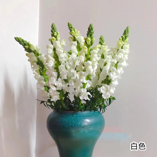 国产花材金鱼草10支 商品图3