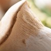 杏鲍菇 约200g/份（肉质厚实） 商品缩略图3