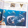 【中商原版】DK知识百科：海洋！ 英文原版 Knowledge Encyclopedia：Ocean! DK 商品缩略图3