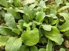 小萝卜菜一斤（拼团） 商品缩略图1