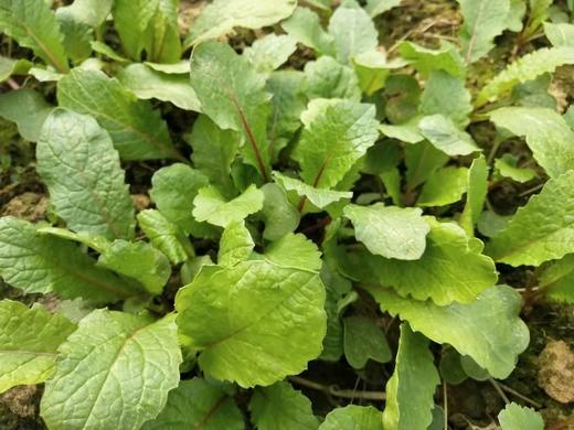 小萝卜菜一斤（拼团） 商品图1